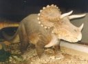 Cretaceous Triceratops