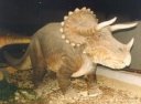 Cretaceous Triceratops