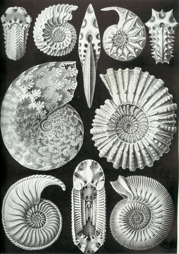 Ammonite Art by Haeckel