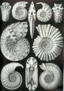 Ammonite