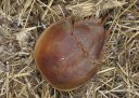 Limulus polyphemus Horseshoe Crab