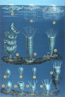 Jellyfish Stages
