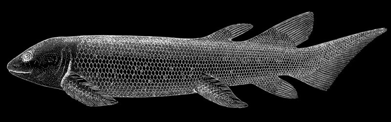 Dipterus valenciennesi  Lungfish