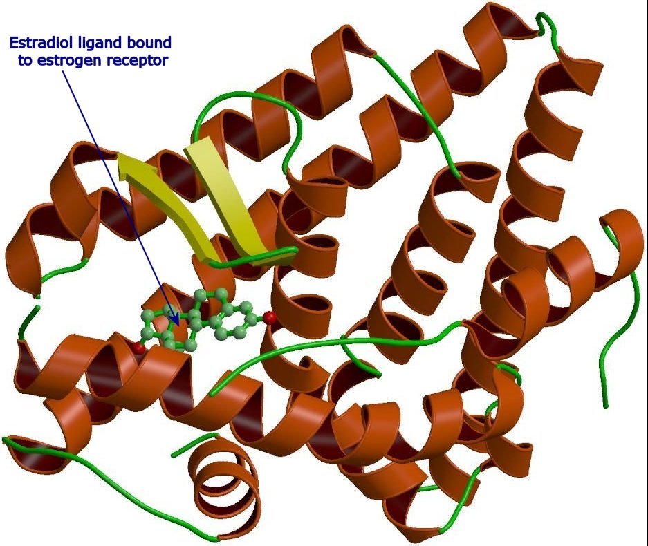 Estrogen receptor bound with estradiol
