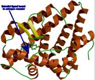 The highly conserved estrogen receptor protein