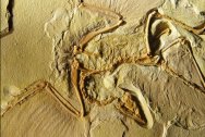 Archaeopteryx bird fossil