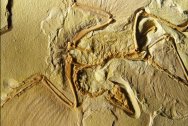 Archaeopteryx lithographica