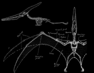 Pterosaur drawing