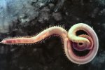Polychaete worm Glycera 