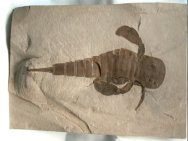 Eurypterus remipes 