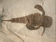 Eurypterid Sea Scorpion