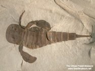 Eurypterus remipes