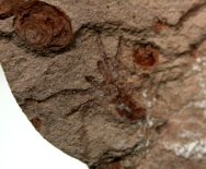 Male Spider Fossil