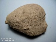 Coral Fossils