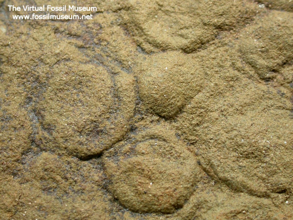 Vendian Cnidaria Fossils