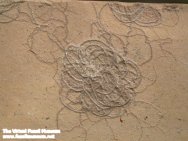 Antedon pinnulata Crinoid Fossils