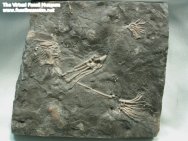 Canada Crinoids