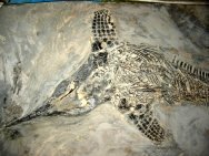 Ichthyosaur