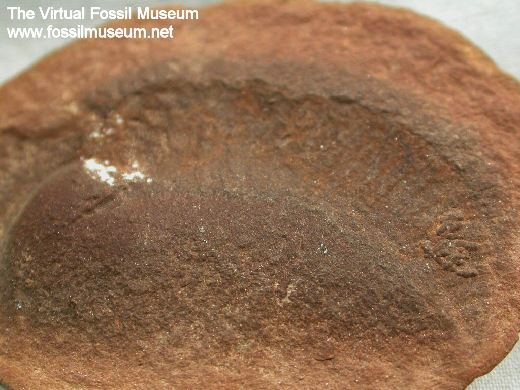Coprinoscolex ellongimus - Oldest Leech Fossil
