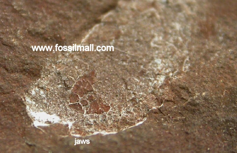 Fossundecima fossil worm jaw