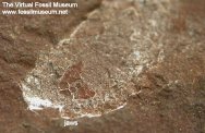 Polychaete Worm Fossil