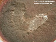 Fossundecima konecniorum fossil worm