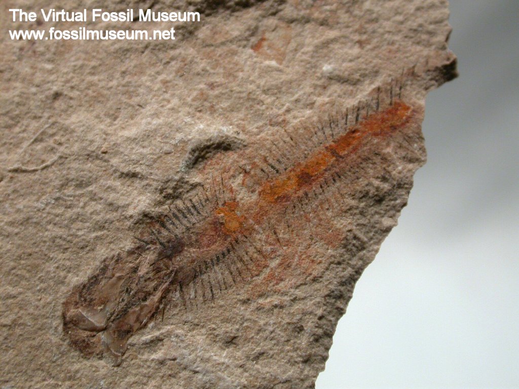 Worm Fossil