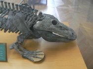 Eryops megacephalus