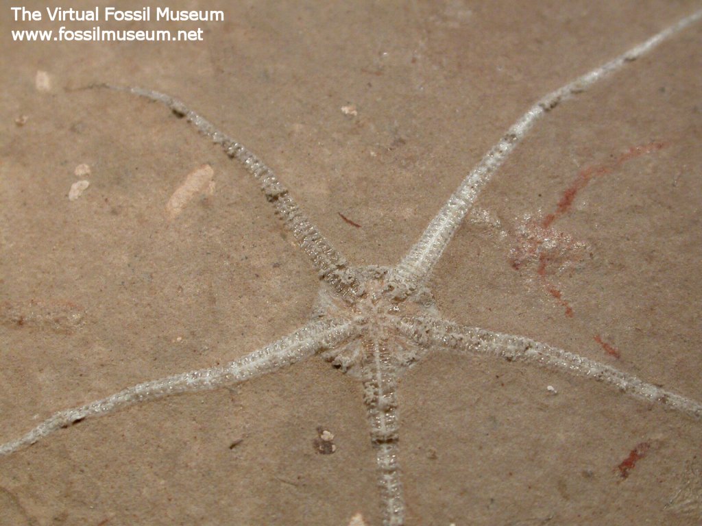 Brittlestar Fossil
