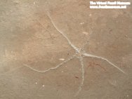 Brittlestar Fossil