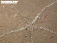 Geocoma libanotica Brittle Star Fossil