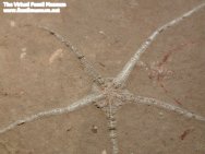 Brittlestar Fossil