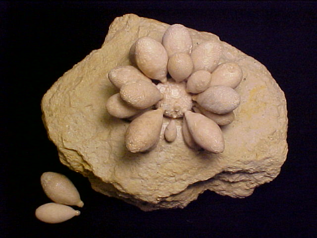 Pseudocidaris mammosa Echinoid Fossil