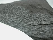 Graptolite Fossil