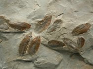 Phyllograptus Graptolites