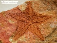 Australaster Starfish Fossil