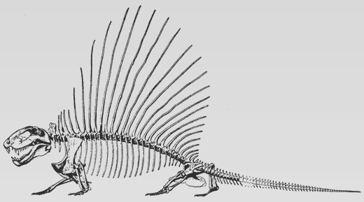 Dimetrodon