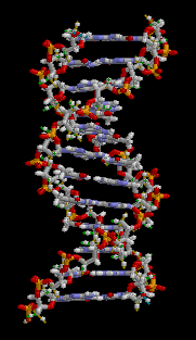 Structure of part of a DNA double helix