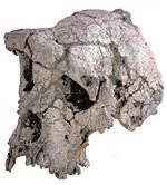 Sahelanthropus tchadensis