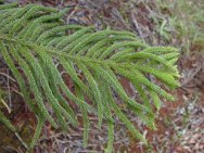 Extant Araucaria.columnaris