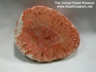 Araucaria Plant Fossil