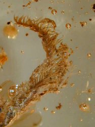 Bryophites in fossil amber
