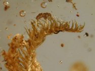 Bryophytes in amber