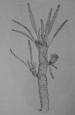 Cycad Tree Illustration