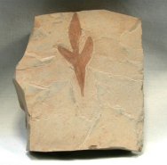 Cardiospermum coloradensis Plant Fossil