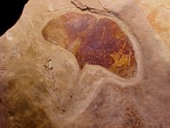 Eocene Ginkgo biloba Fossil Leaf