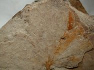 Ginkgo Plant Fossils