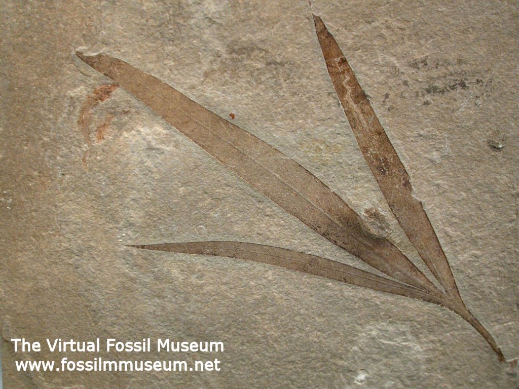 Cretaceous Plant Fossil