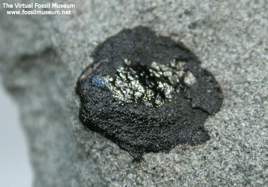 Dicroidium Seed Fern Fossil