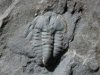 Vanuxemella Trilobite
